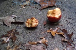Apples half-eaten by local wildlife