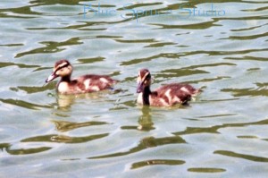 Mallard ducklings on lake