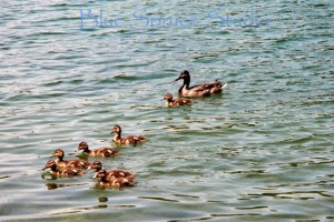 Mallard duck family
