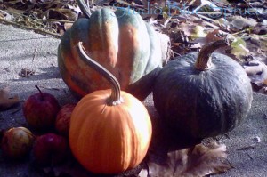 Gourds and Apples
