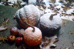 Snowy Gourds