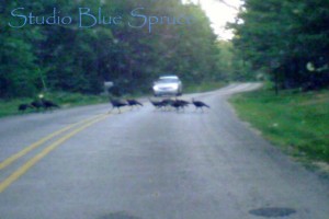 Wild turkeys crossing the road