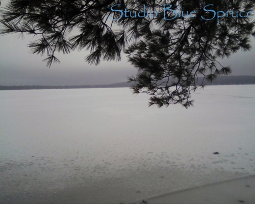 pine tree by frozen inland lake