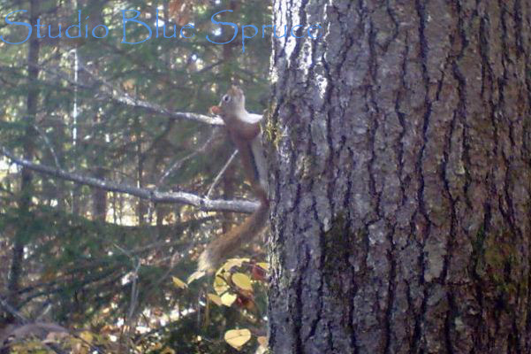 Red Squirrel on White Pine Tree