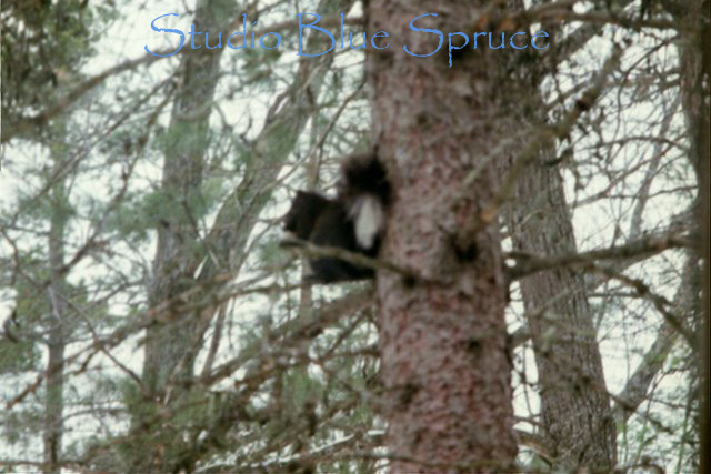 White-Tailed Squirrel on Spruce